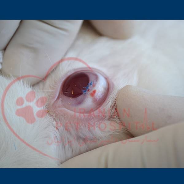 جراحی چشم حیوانات سگ و گربه