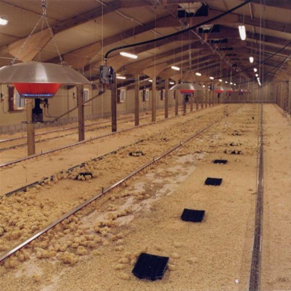 سیستم گرمایش سقفی صنعت مرغداری